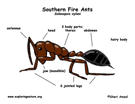 description of a fire ant